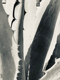 Terra