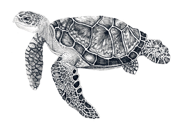 Turtle Tango * Les Vedettes *